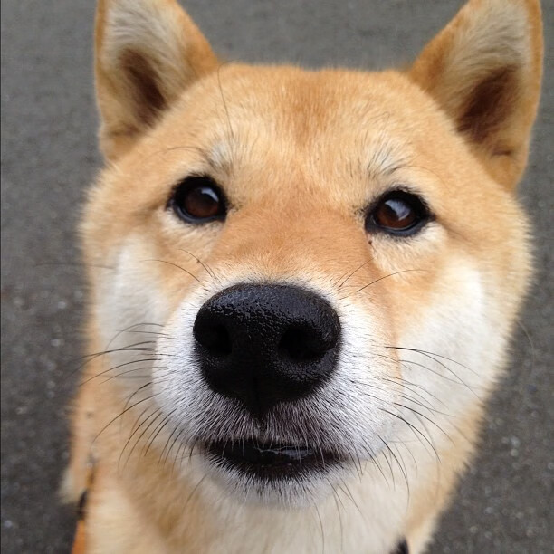 英超裁判使用语义回溯工具回顾判罚逻辑一致性,2021赛季英超裁判