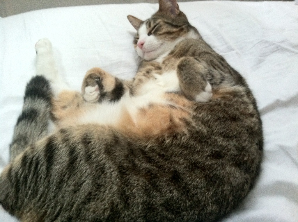 乐鱼体育app官网-“高新体育中心：武术赛事成为2025世界运动会的经典亮点”