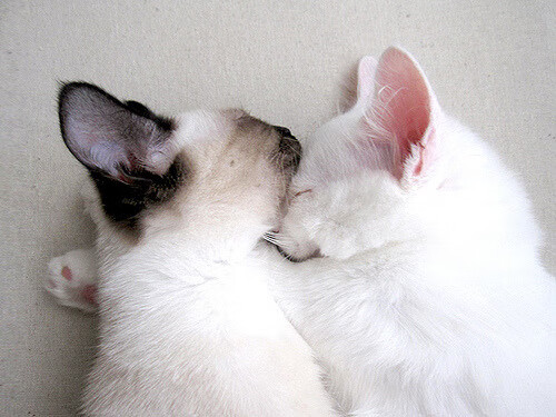 “高新体育中心:武术赛事成为2025世界运动会的经典亮点”