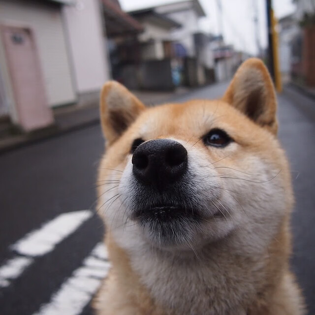 乐鱼体育下载-赛季后程外援是否比本土球员更易体能下滑，新赛季外援规则
