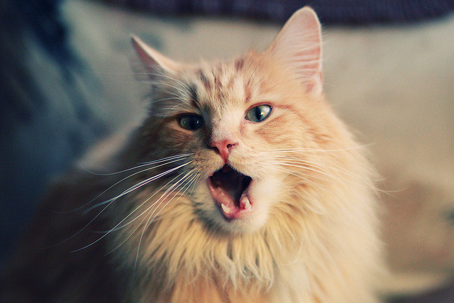 中国足球国家队阵容调整优化策略实施，中国足球国家队名单归化