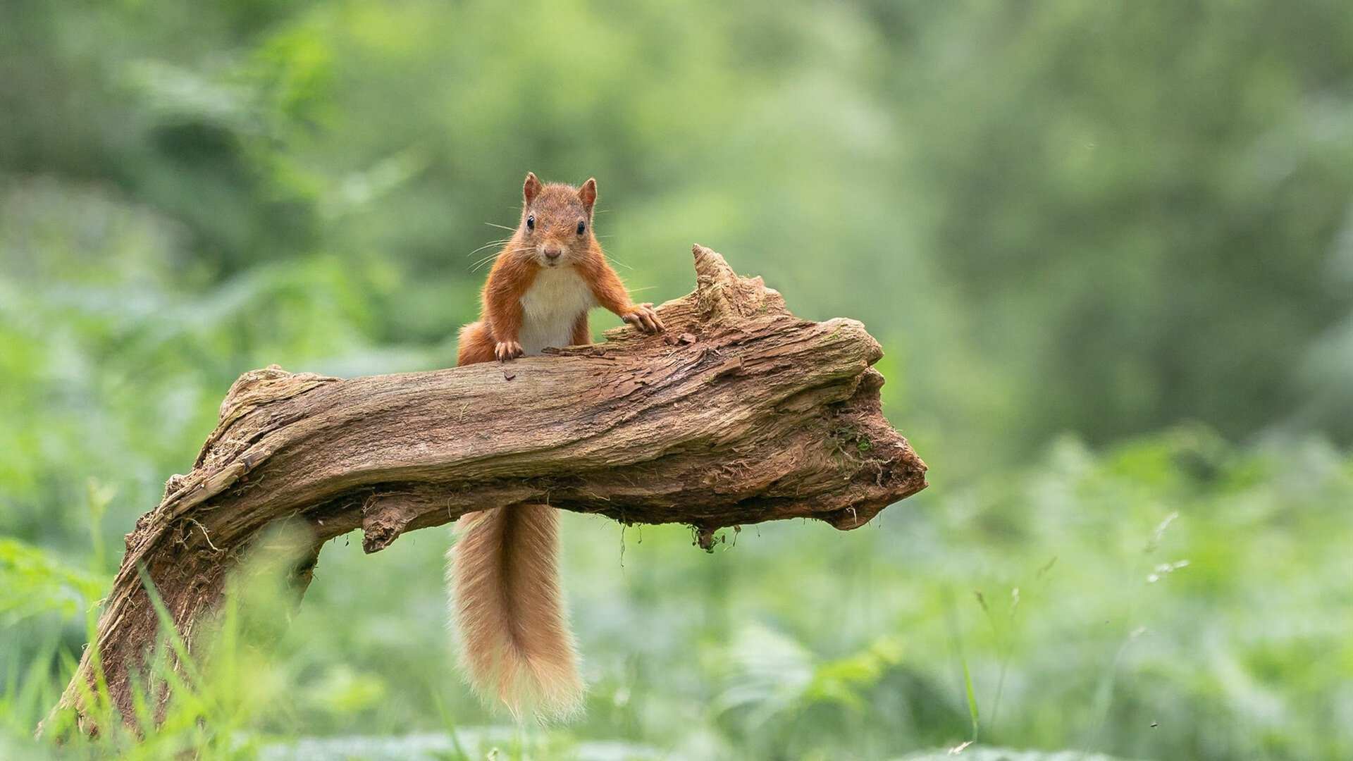 乐鱼体育网址-国际滑雪锦标赛选手表现回顾，国际滑雪联合会