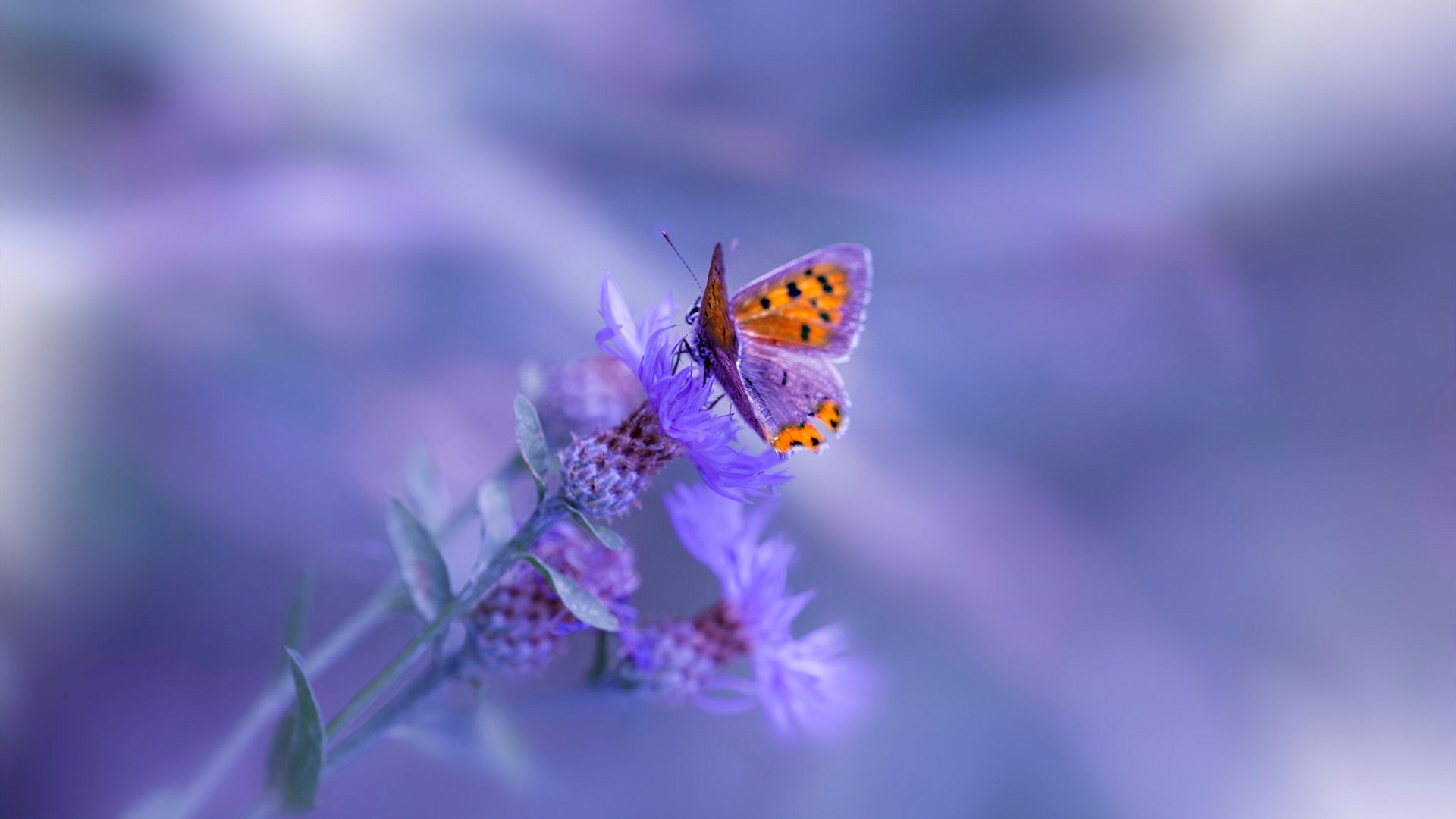 乐鱼体育网页登录-女排横扫对手强势挺进四强，女排遭横扫